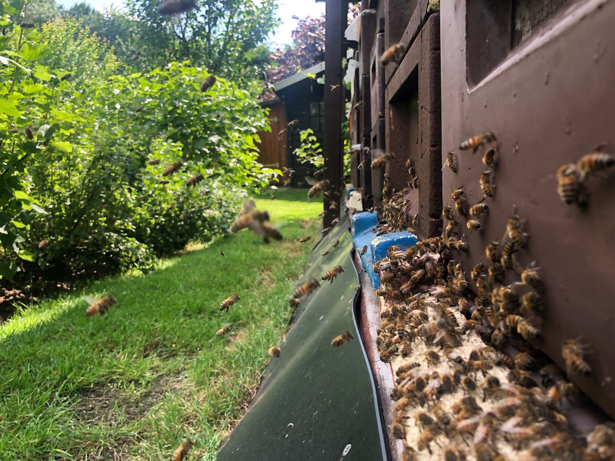 Bienen im Anflug zum Flugloch der Bienenstöcke im Garten am Buschweg, voller Betrieb an einem Sommertag