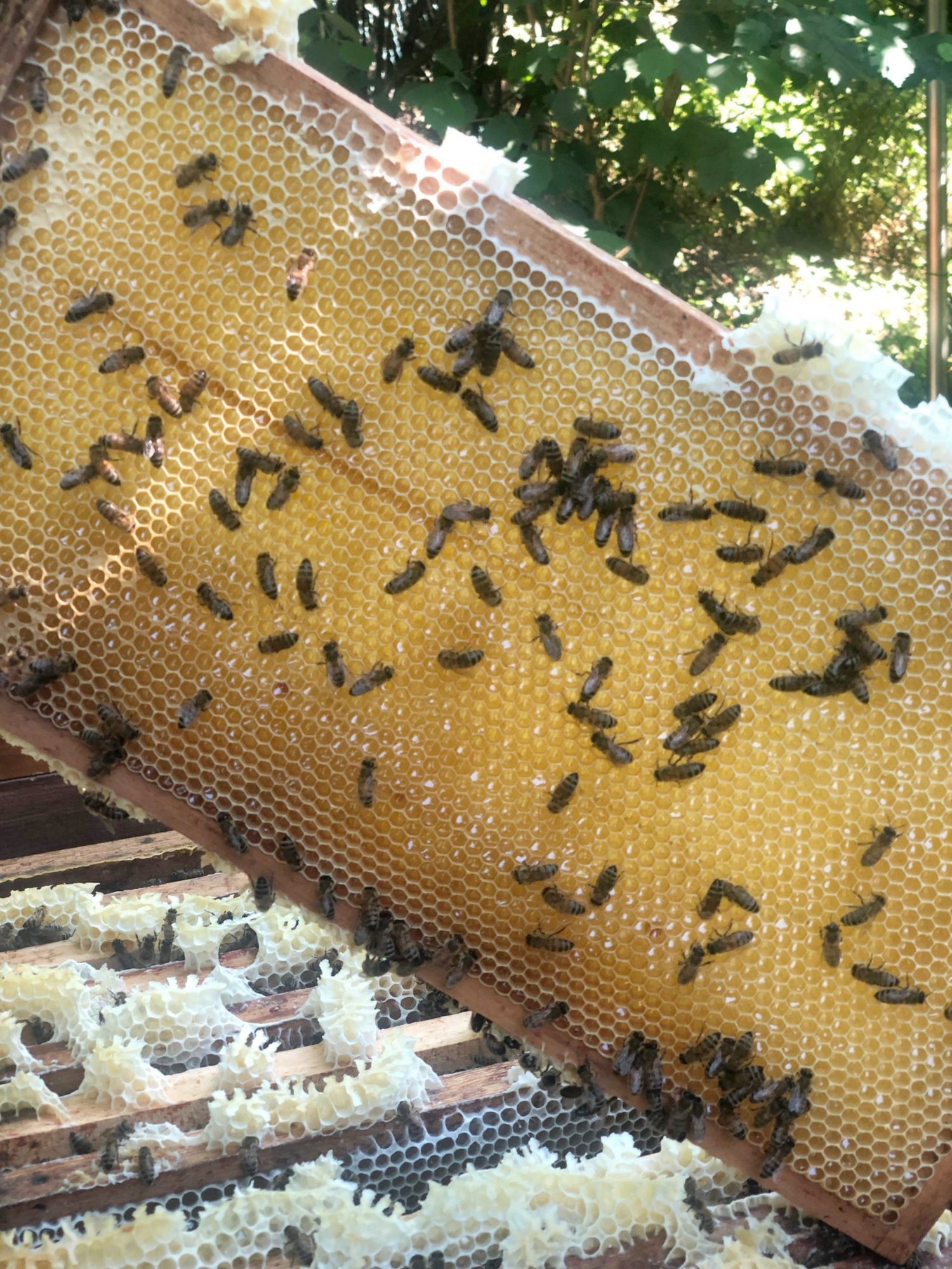Honigwabe voller Bienen, kurz vor der Ernte