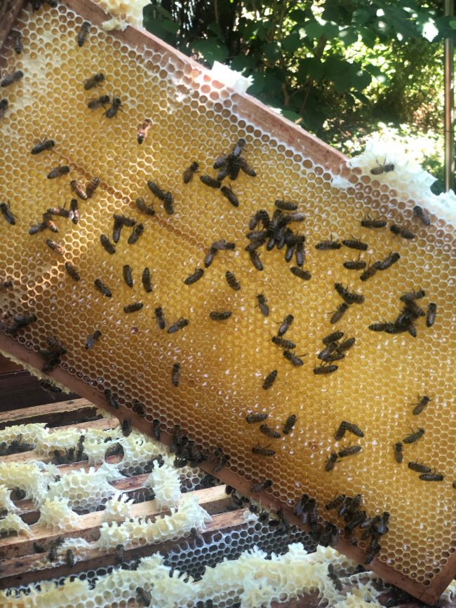 Bienen auf Warbe in Dormagen